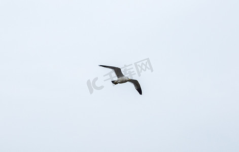 飞翔海鸥摄影图