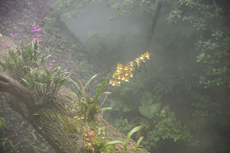自然风景热带植物摄影图