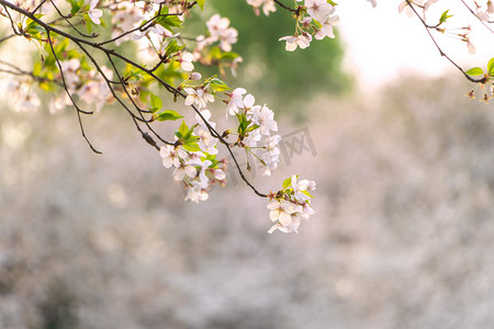 樱花gif摄影照片_公园春天绽放樱花摄影图