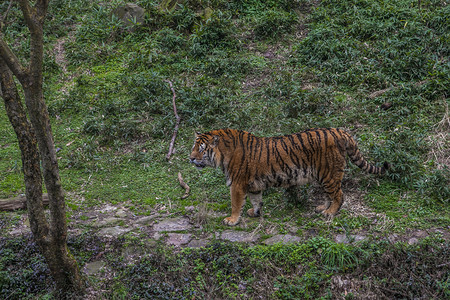 动物园里的老虎摄影图配图