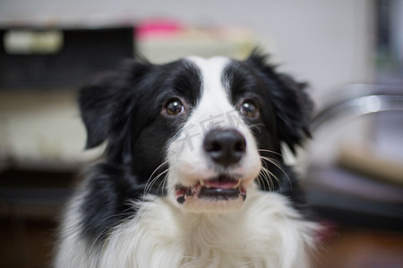 可爱兔边框摄影照片_边境牧羊犬可爱宠物摄影图