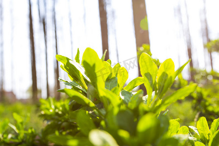 春天绿色叶子摄影照片_春天野外植物阳光自然风景摄影图
