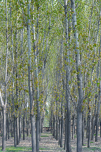 杨树树林摄影图