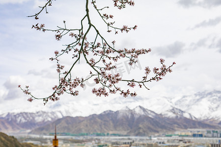 雪山桃花枝摄影图