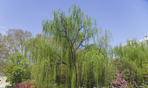 郑州口岸摄影照片_郑州人民公园树木摄影图