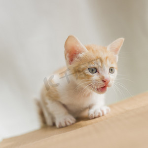 可爱橘黄色小猫摄影图