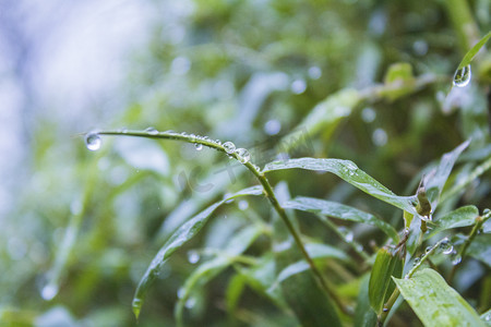 绿叶水珠摄影照片_绿叶上水珠雨景摄影图