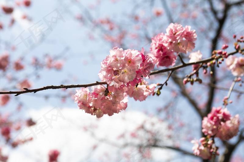 春天盛开桃花自然风景摄影图