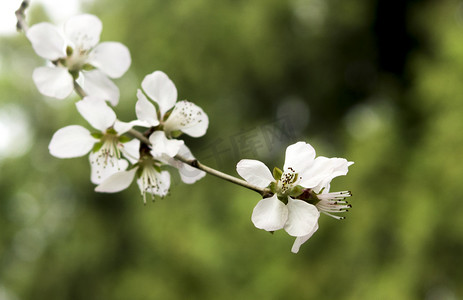 植物白色桃花自然风景摄影图