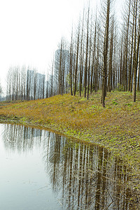 公园池塘边小树林摄影图