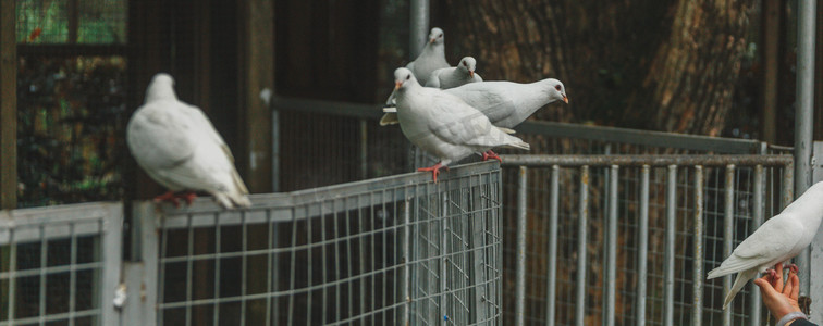 白色鸽子摄影图
