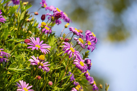 紫色小花植物摄影图