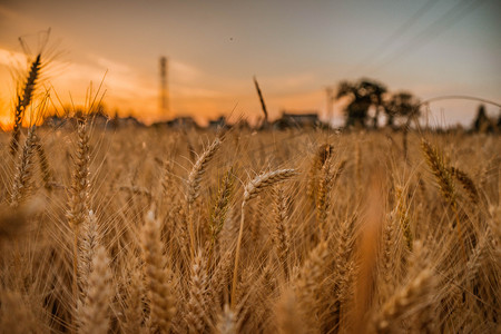 小麦成熟时摄影图