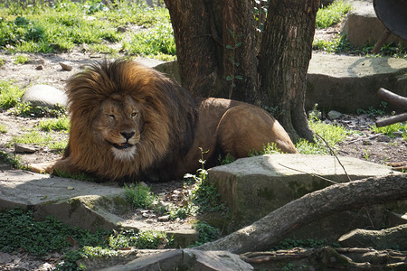 狮子摄影照片_动物园里发呆狮子摄影图