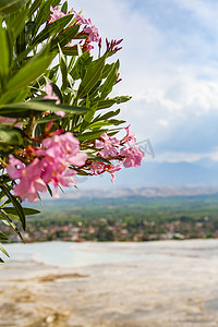 花朵一朵卡通摄影照片_土耳其 花朵风景摄影图