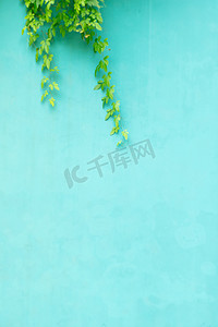 清新植物背景墙摄影图