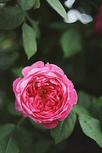夏季玫瑰摄影图
