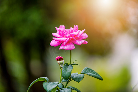 紫色花朵摄影照片_月季花朵摄影图