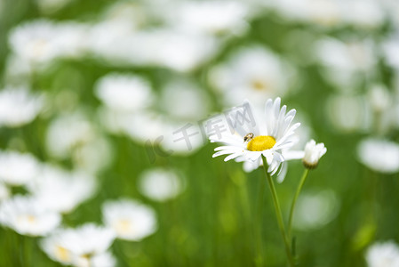 小雏菊花手绘摄影照片_小菊花夏日花卉摄影图