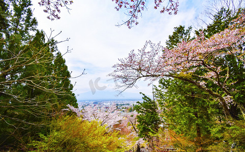 日本密密麻麻的樱花和树木摄影图