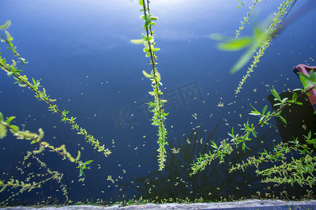 河边柳树俯拍自然风景摄影图