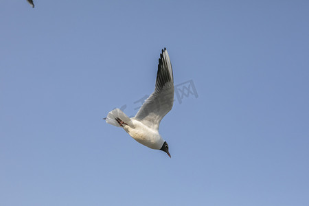 滇池展翅翱翔红嘴鸥摄影图