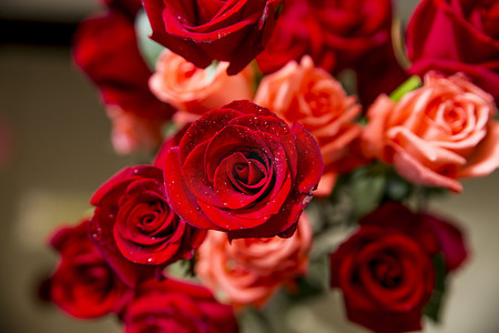 娇艳美丽的玫瑰花摄影图