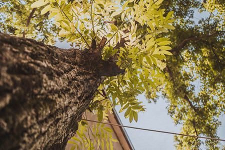 仰拍大树树叶摄影图