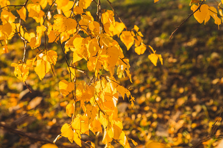 秋季金色树叶阳光摄影图