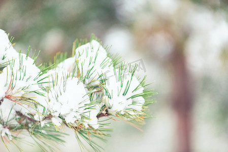 雪树林摄影照片_松树林大雪过后白雪覆盖摄影图