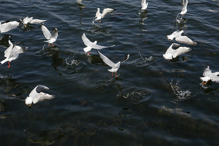 海景海鸟自然风景摄影图