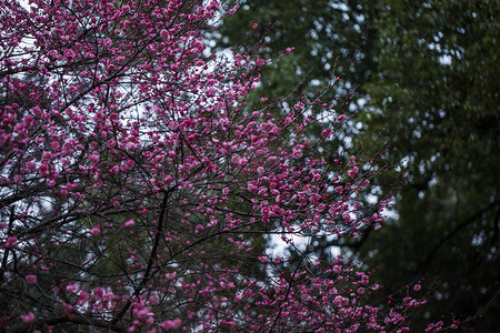 腊月二十四摄影照片_冬季杭州植物园风景红梅摄影图