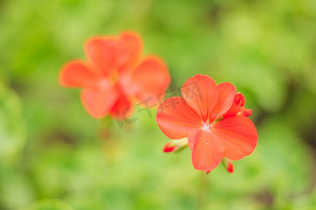 红色鲜花小清新摄影照片_小清新红色小花摄影图