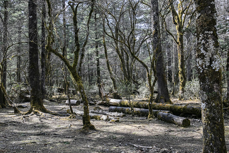 自然风光青山森林古树摄影图