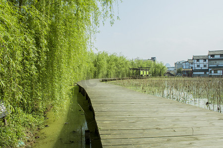 清明节的柳树摄影照片_柳树旁的木板桥摄影图