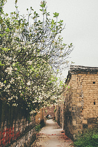 乡村老街墙头长出的花树摄影图