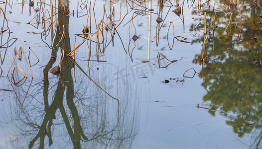 湖光影摄影照片_公园美景树木水中倒影自然风景摄影图