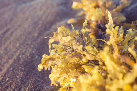 沙滩上金色海草自然风景摄影图