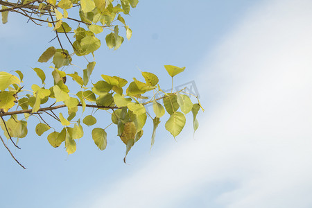 植物树叶蓝色天空摄影图配图