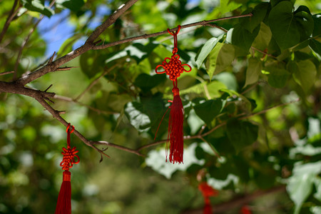 月饼中国结摄影照片_树枝上挂着的红色中国结摄影图