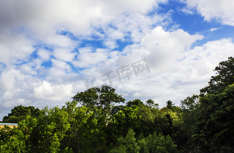 蓝天下森林景观摄影图