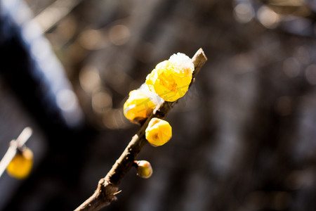 雪雪花摄影照片_冬天里一枝腊梅花雪花摄影图