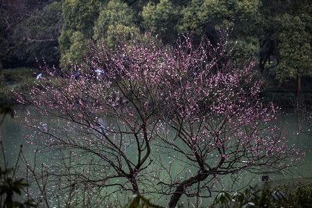 红梅傲骨摄影照片_杭州植物园红梅树木湖面拍摄