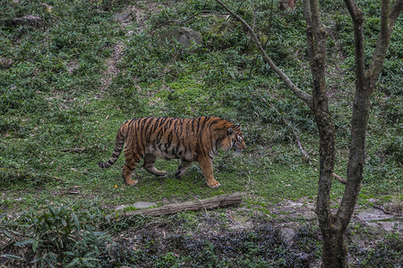 动物园常见动物老虎侧面摄影图配图