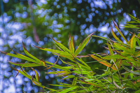 清新茂密嫩绿竹叶自然风景摄影图