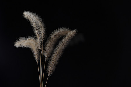 狗尾草摄影照片_黑底狗尾草自然风景摄影图