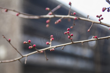 雪中红梅摄影照片_冬天红梅自然风景摄影图配图