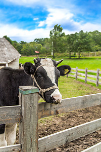 内蒙古奶牛摄影图