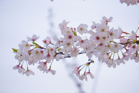 粉色圆点分割线摄影照片_春天粉色樱花摄影图