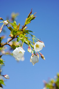 春季梨树梨花摄影图